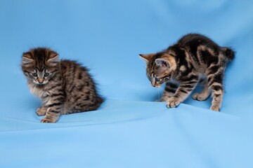 funny,  kittens,  with Christmas toys, some cute British kittens playing on a blue background, funny kittens celebrating the new year
