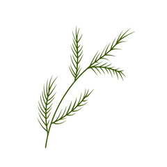 Doodle green twigs coniferous, herringbone, fir, pine branch needles element. Vector illustration.