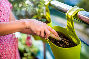 Close up image of woman hands taking care of her dill plant. She enjoys in gardening on balcony at...