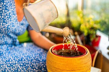 Close up image of woman watering soil in flower pot. She enjoys in gardening on balcony at her...