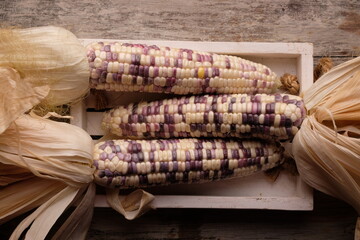gem corn rainbow. rainbow corn with striking seed colors. Corn is one of the most important...