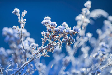 Frost on the plants in the autumn