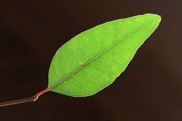 close up of a eucalyptus leaf