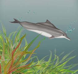 illustration d'un dauphin à bosse  qui nage dans l'eau limpide avec des algues