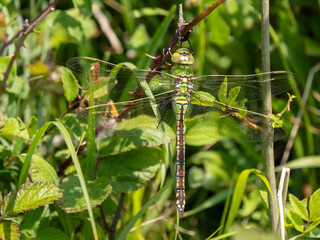 Emperor Dragonfly Resting on a Bramble