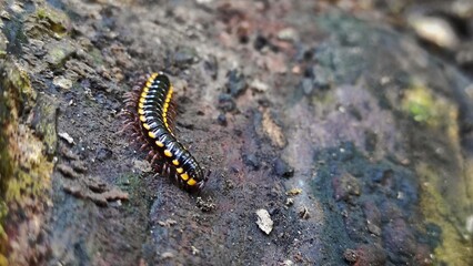 Small yellow-spotted millipede on the dirty stone in the garden