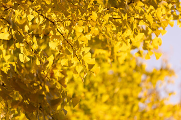 イチョウの紅葉