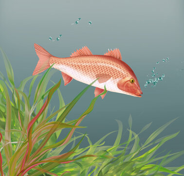 illustration d'un poisson rouget  qui nage dans l'eau limpide avec des algues
