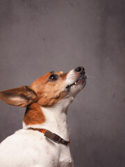 Portrait of a very alert Jack Russell Terrier on a grey studio background, dog food or care concept