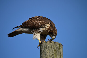 A Red-tailed Hawk perched on a pole eating a mouse