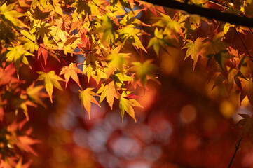モミジの紅葉