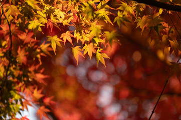 モミジの紅葉