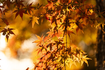 モミジの紅葉