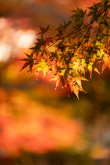 モミジの紅葉