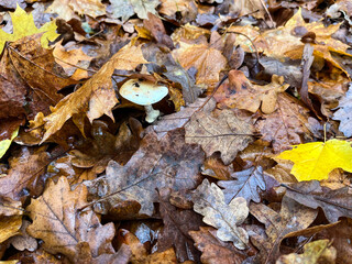 Forest background. Leaves. Mushrooms. Moss.Autumn.