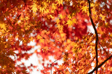 モミジの紅葉