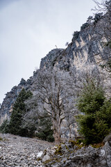 Fototapeta na wymiar Berg, Fels, Alpen, Bäume