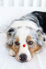 Cute dog with a warm knitted hat on his nose