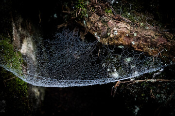 Moist spider web from humidity