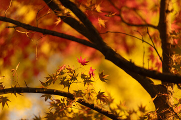 モミジの紅葉