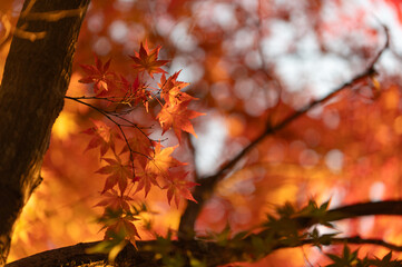 モミジの紅葉