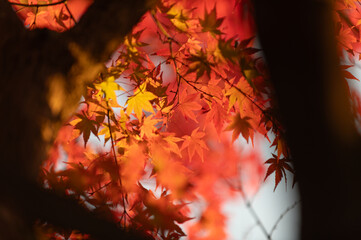 モミジの紅葉