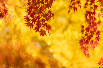 モミジの紅葉