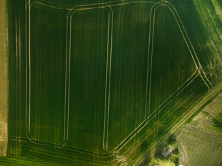 Drone image of wheat field with symmetrical lines running through it from the tractor. Bavaria, Germany