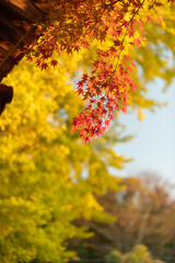 モミジの紅葉