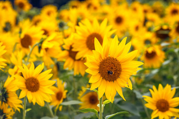 Close-up of a hairy bumblebee visiting a sunflower to collect nectar and pollen. The photo was taken on a cloudy day in the summer season. The focus is on the foreground.