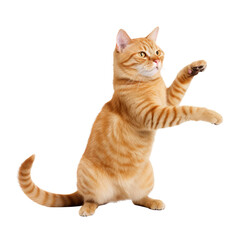 ginger cat lies looking isolated on white