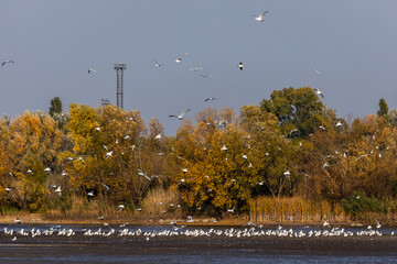 Many river gulls hunt fish in lakes, rivers, and canals. Seagulls fly over the water. Seagulls gracefully glide over the water's surface, their wings casting delicate shadows on the rippling waves.