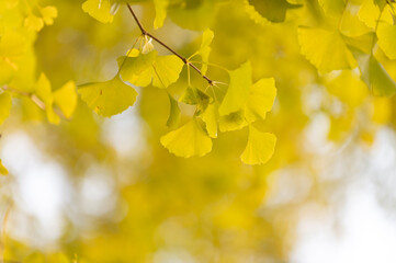 紅葉したイチョウの木