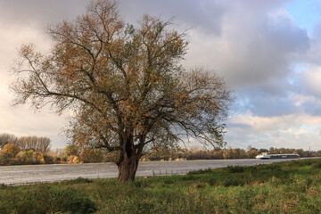 Spätherbst am Rhein bei Leverkusen