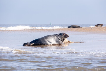 Fototapeta premium Grey seals on a beach
