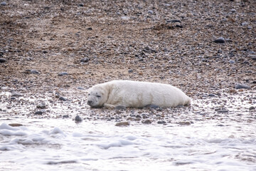 Grey seal pup at the water's edge on a shingle beach