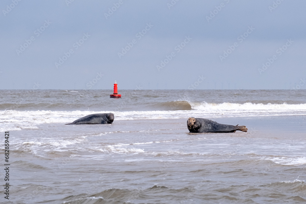 Wall mural two male grey seals on a beach at the edge of the sea