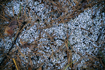 white marble pebbles on garden pathway, fallen autumn leaves and pine needles.
