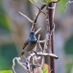 Seychelles sun bird, kolibri, hummingbird  on orchid root, blur background, Mahe, Seychelles 