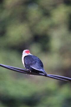 Seychelles Blue Pigeon On Electric Cable, Blur Background, Mahe, Seychelles 