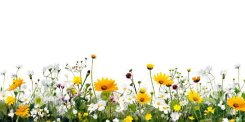 Foto op Plexiglas Alpine meadow flowers mountain wildflowers © mr_marcom
