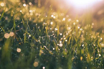 Photo sur Plexiglas Herbe drops of dew on the grass