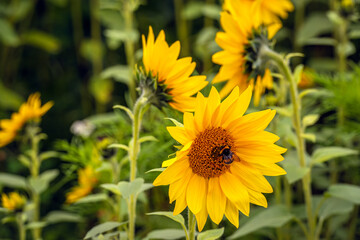 Close-up of a hairy bumblebee visiting a sunflower to collect nectar and pollen. The photo was taken on a cloudy day in the summer season. The focus is on the foreground.