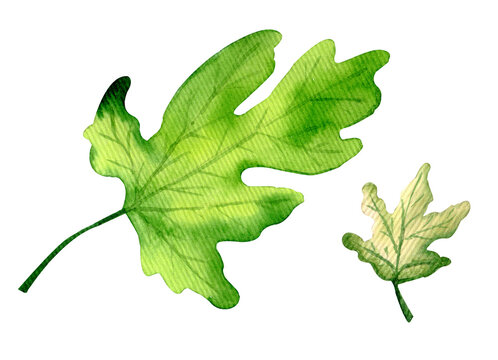 Izolated watercolor fig leaves on white background. Fig tree,sycamine.