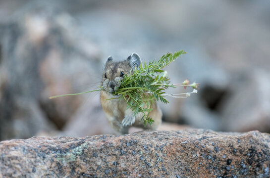 Cute animal American pika (Ochotona princeps) harvesting grass in Rocky Mountain National Park, Colorado