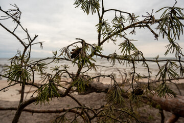 Beach Ballet: Seaside Serenity Amidst Fallen Trees, a Dance of Nature Between Sea and Sand