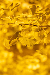 夜のイチョウの葉