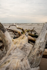 Seaside Sentinels: Downed Trees Amidst the Serene Backdrop of the Boundless Sea