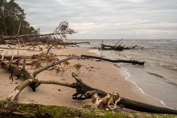 Coastal Medley: Downed Trees Paint a Tale Alongside the Endless Sea's Enigma