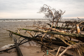 Tales of the Tides: Fallen Trees Echoing the Seashore's Dance with the Eternal Sea